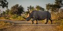 089 Kruger National Park, neushoorn
